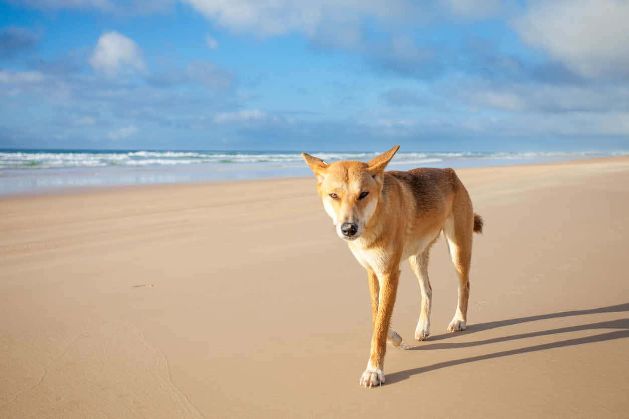 Dingopå Stranden Bild.