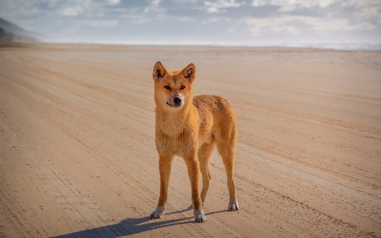 Imagende Un Dingo En El Desierto.