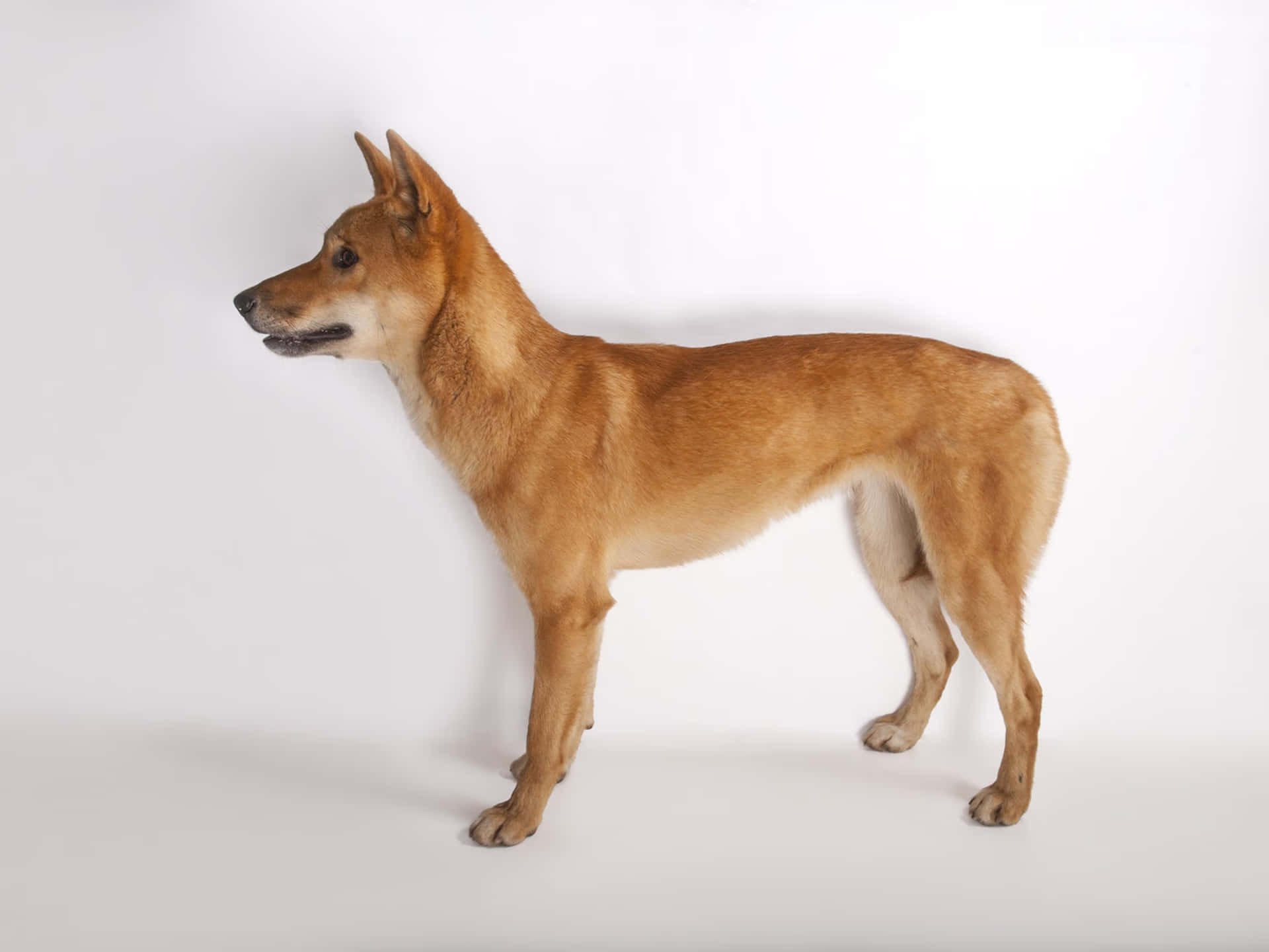 Immaginedi Un Cane Dingo