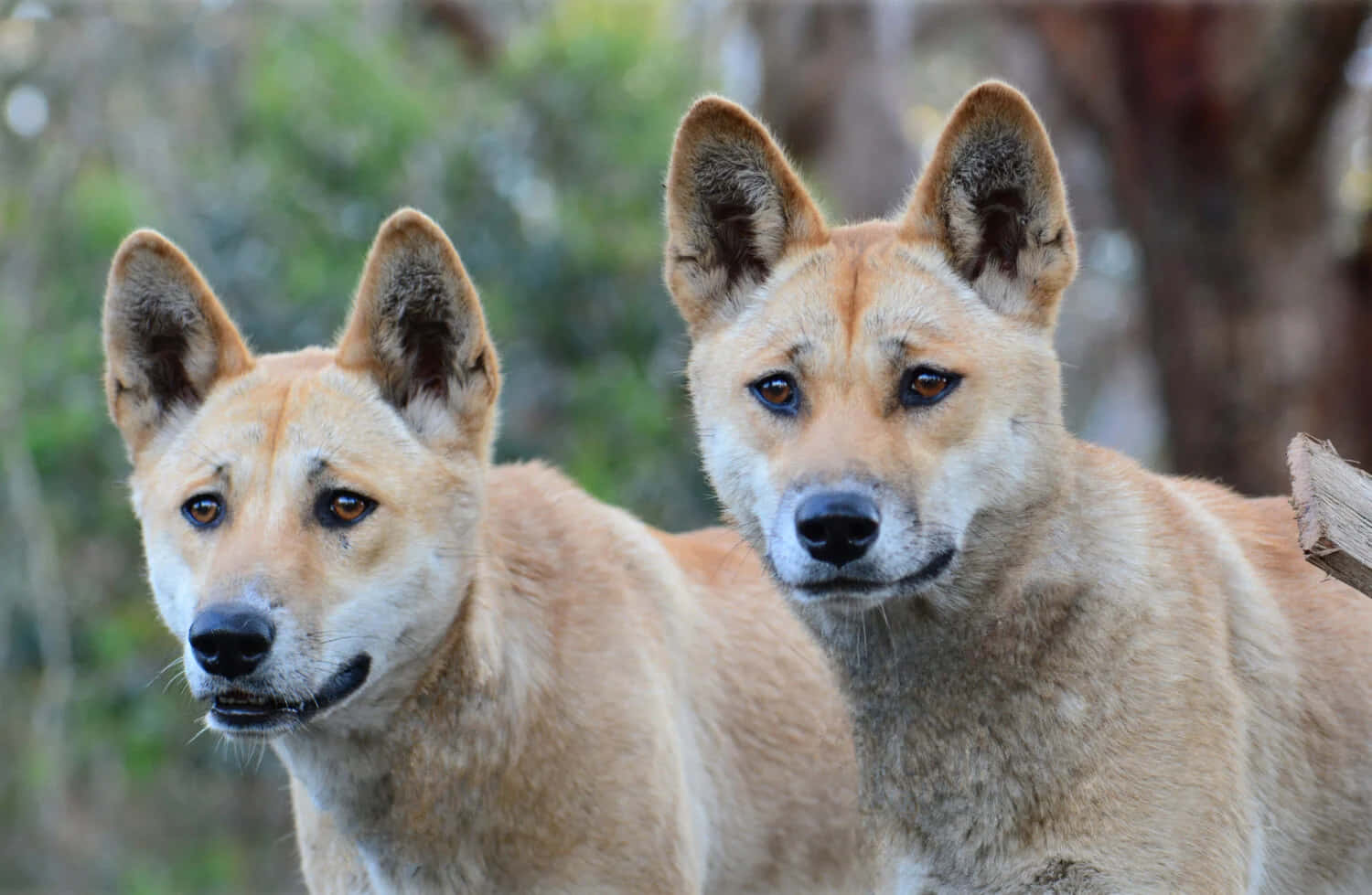 Imagende Un Dingo Australiano.