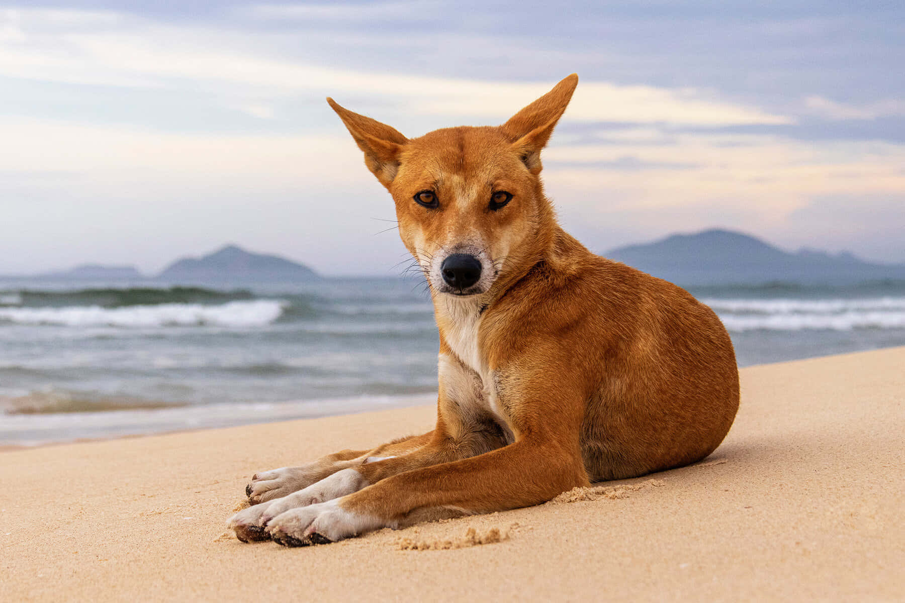 Immaginedi Un Dingo Sulla Spiaggia