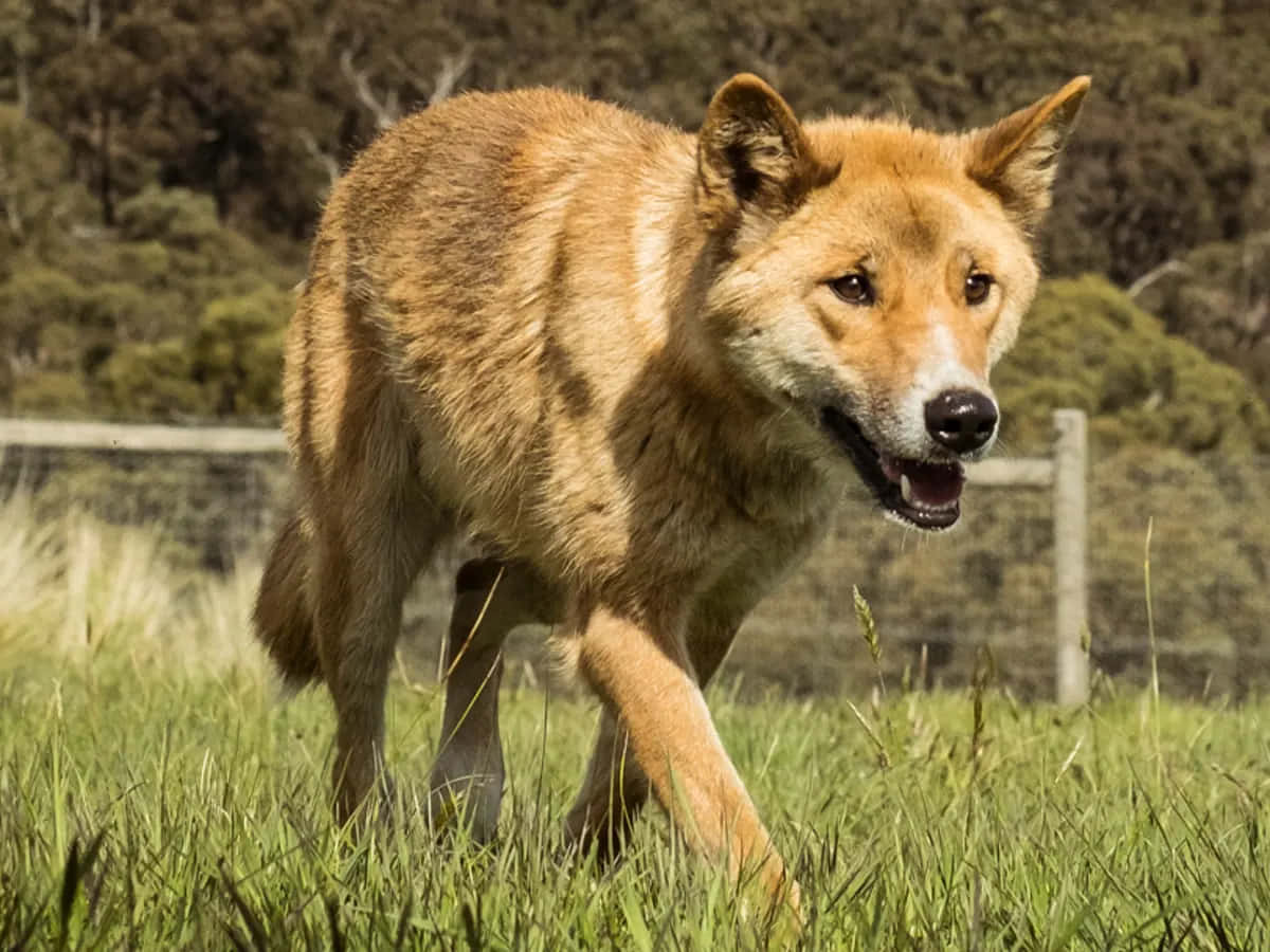 Rabid Dingo Picture