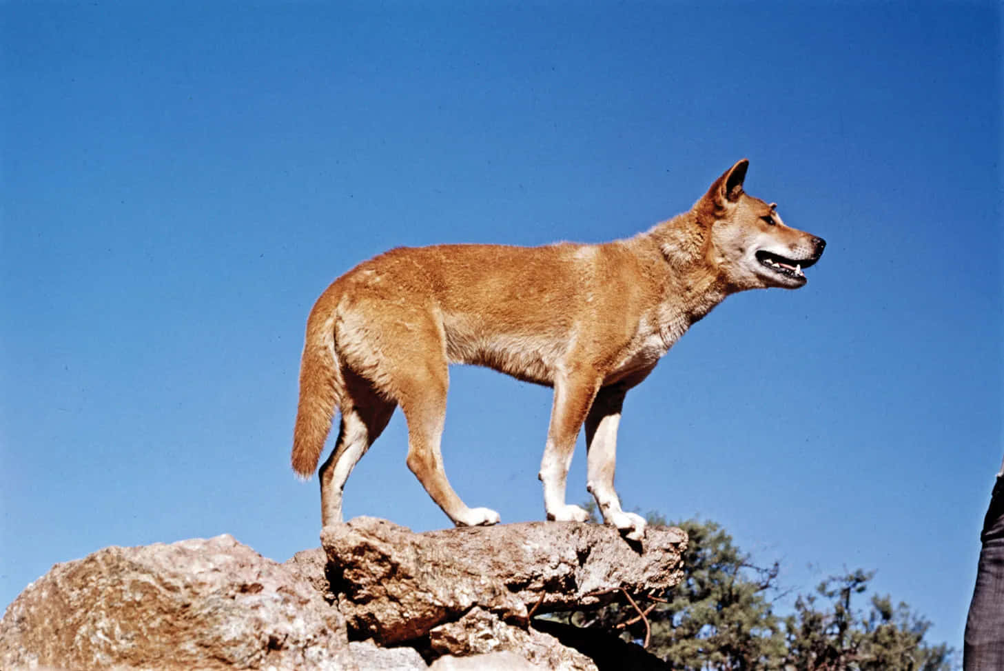 Dingo Blå Himmel Billede