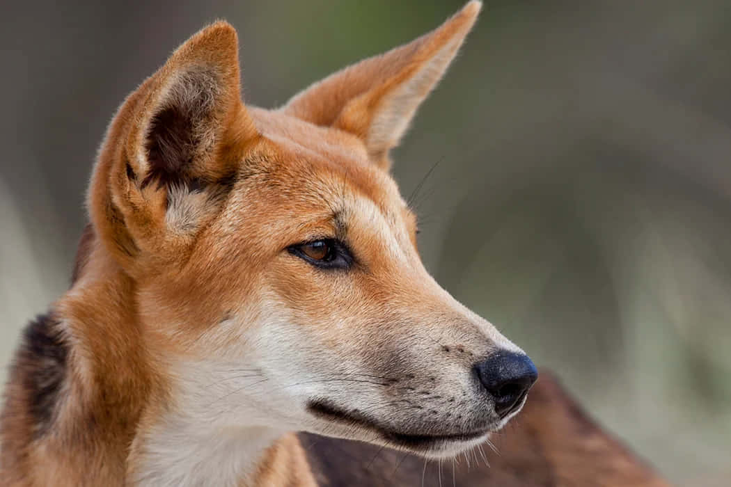 Dingo Pointed Ears Picture