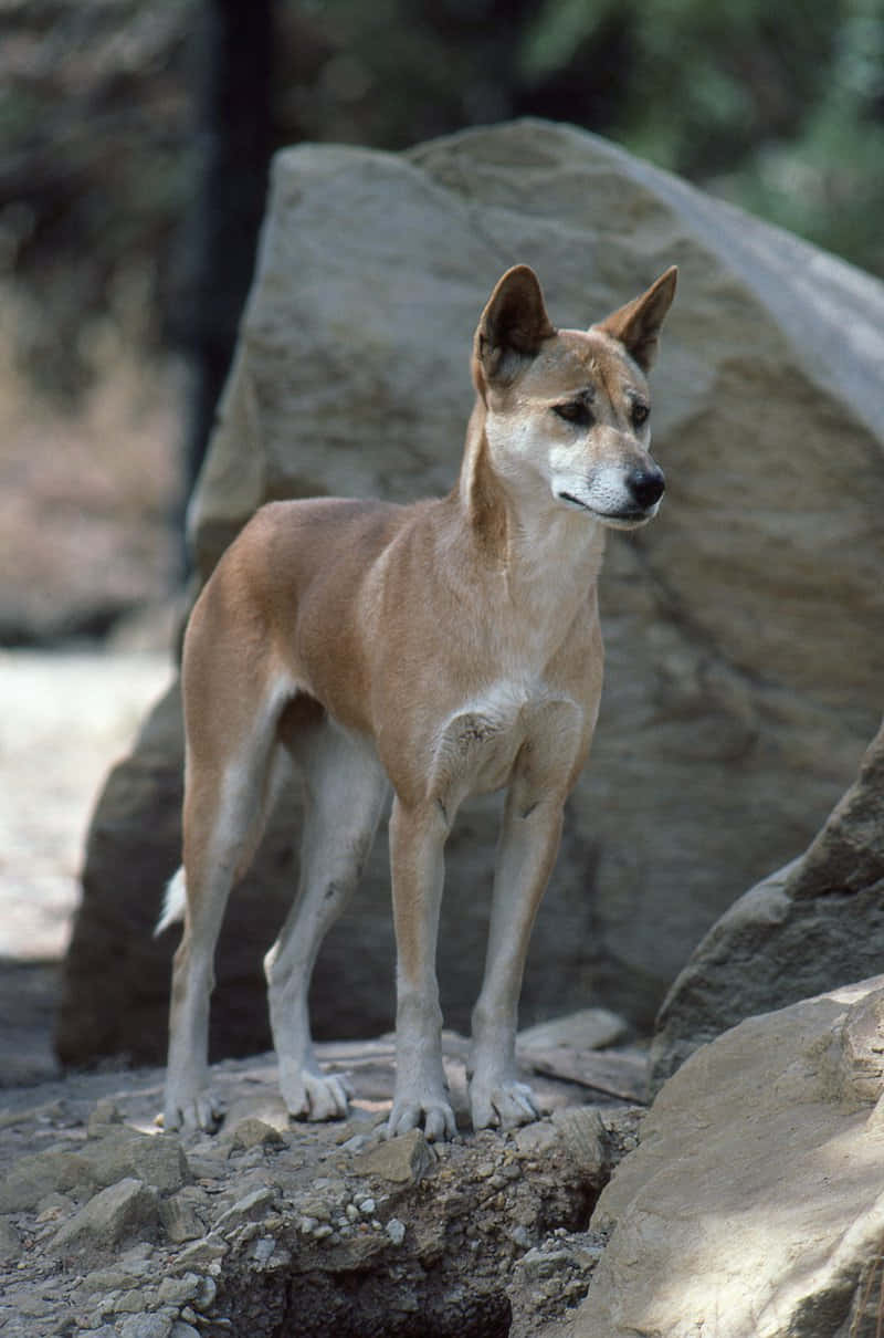 Hvid og brun dingofoto