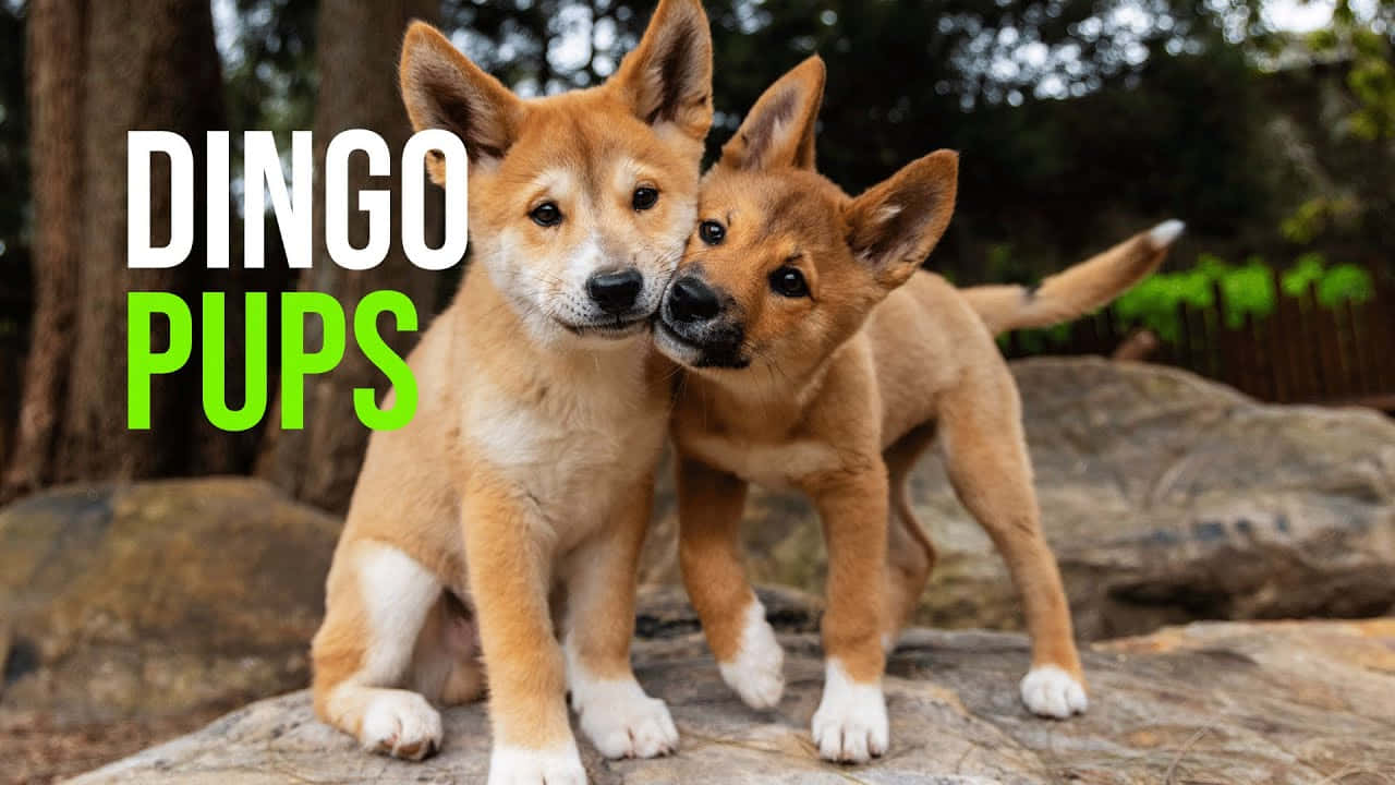 Dingo Pups Picture