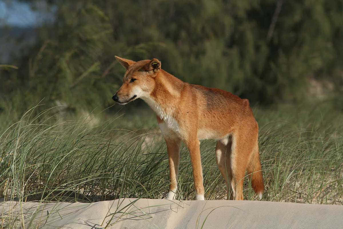Dingo At Grass Picture