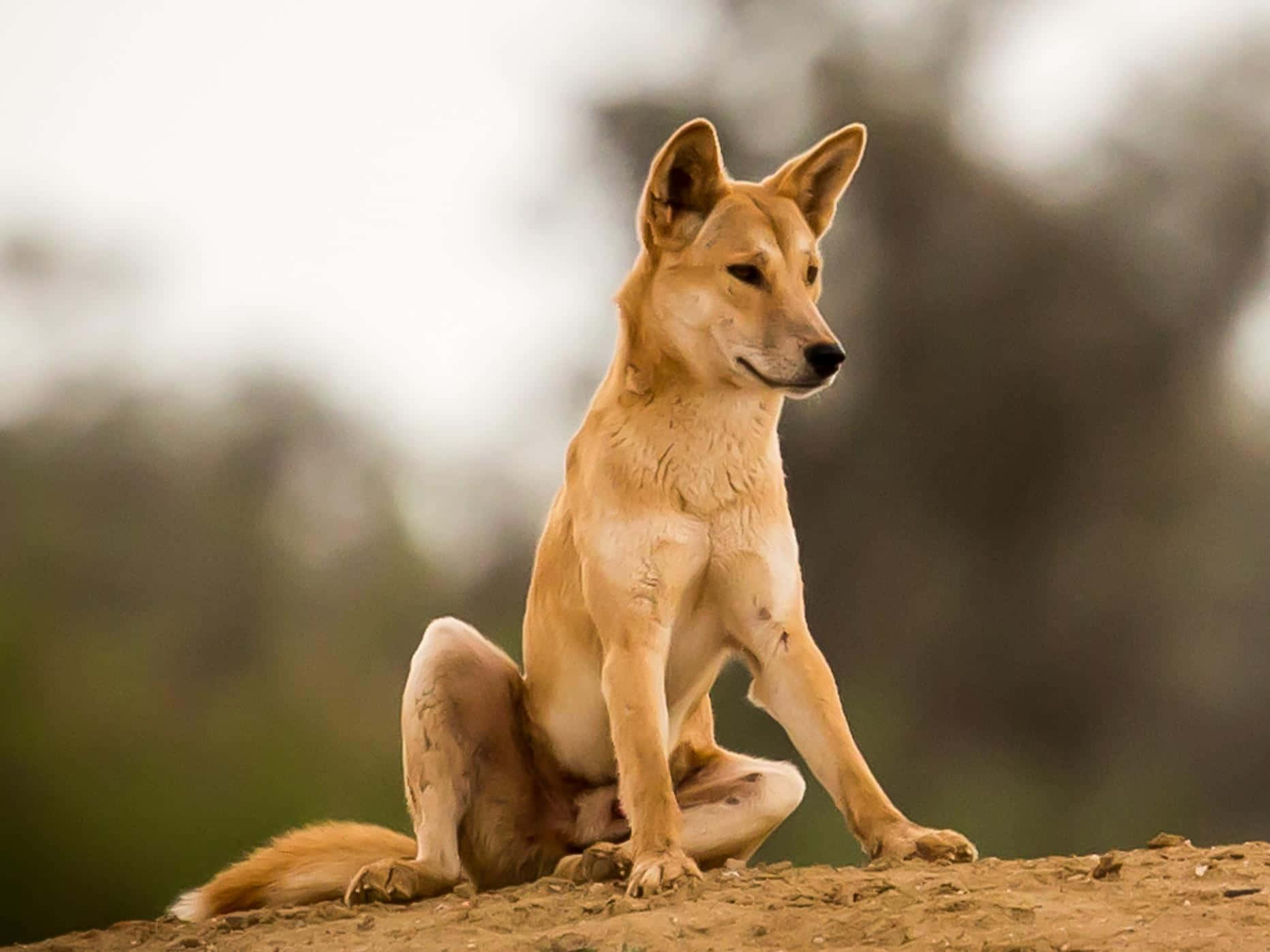 Sitting Dingo Picture