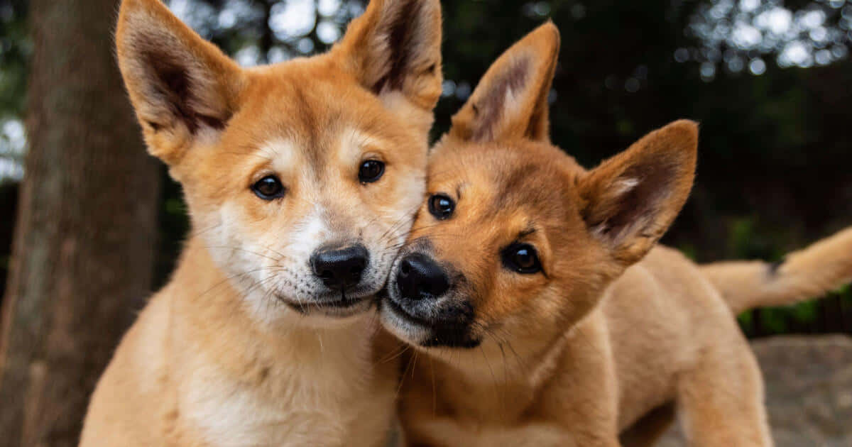 Dingo Babies Picture