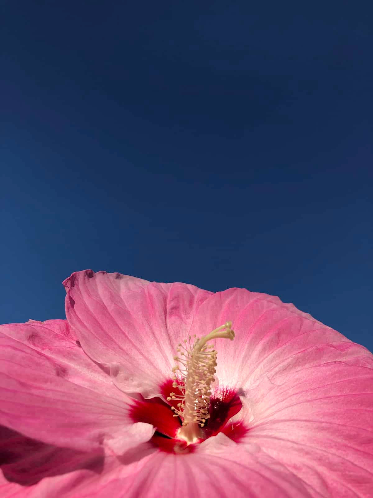 Dinner Plate Hibiscus Background