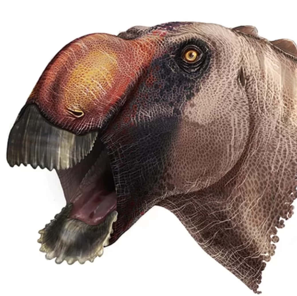 A Skeletal Model Of A Brachiosaurus, An Iconic Dinosaur