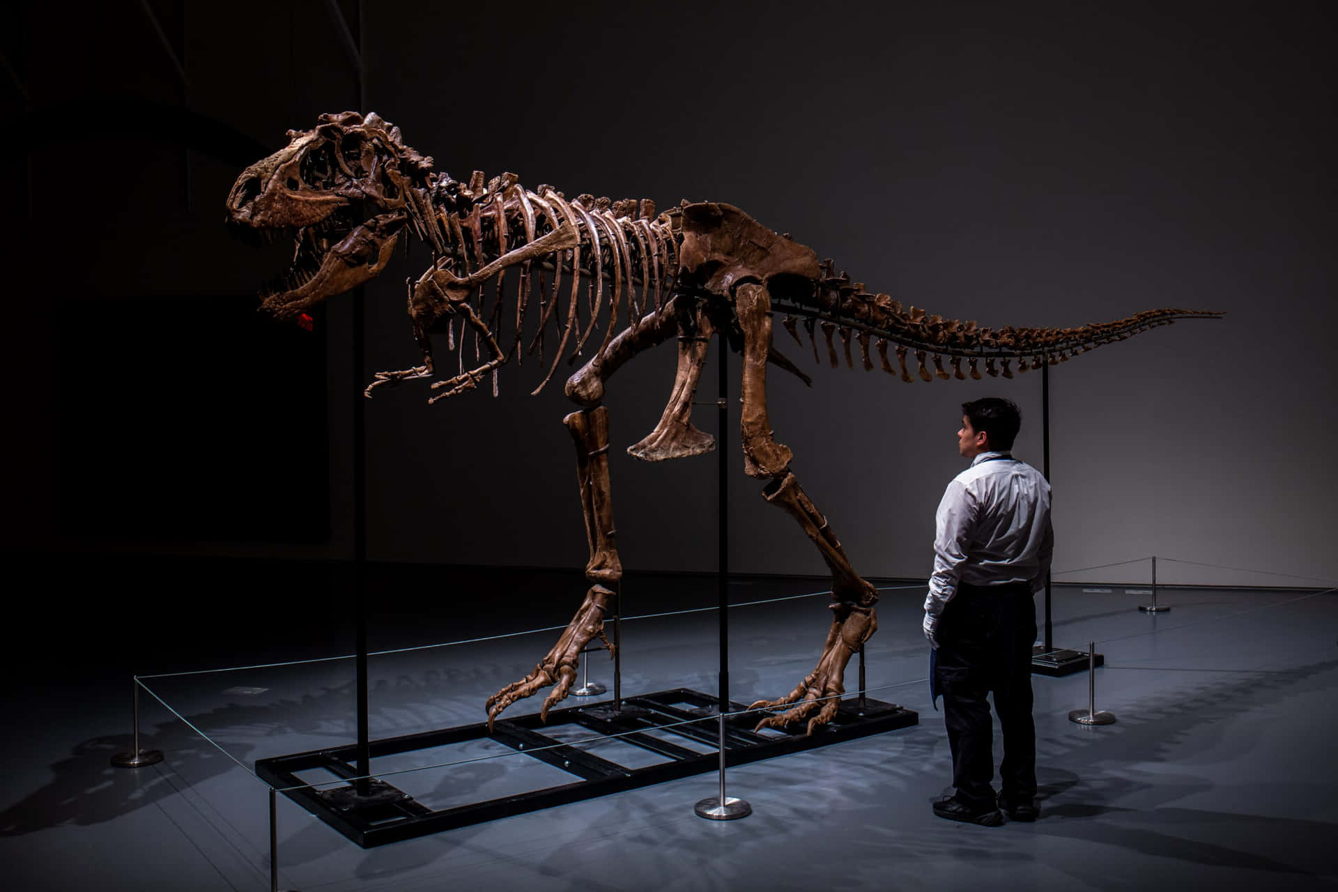 A Man Looking At A T - Rex Skeleton In A Museum