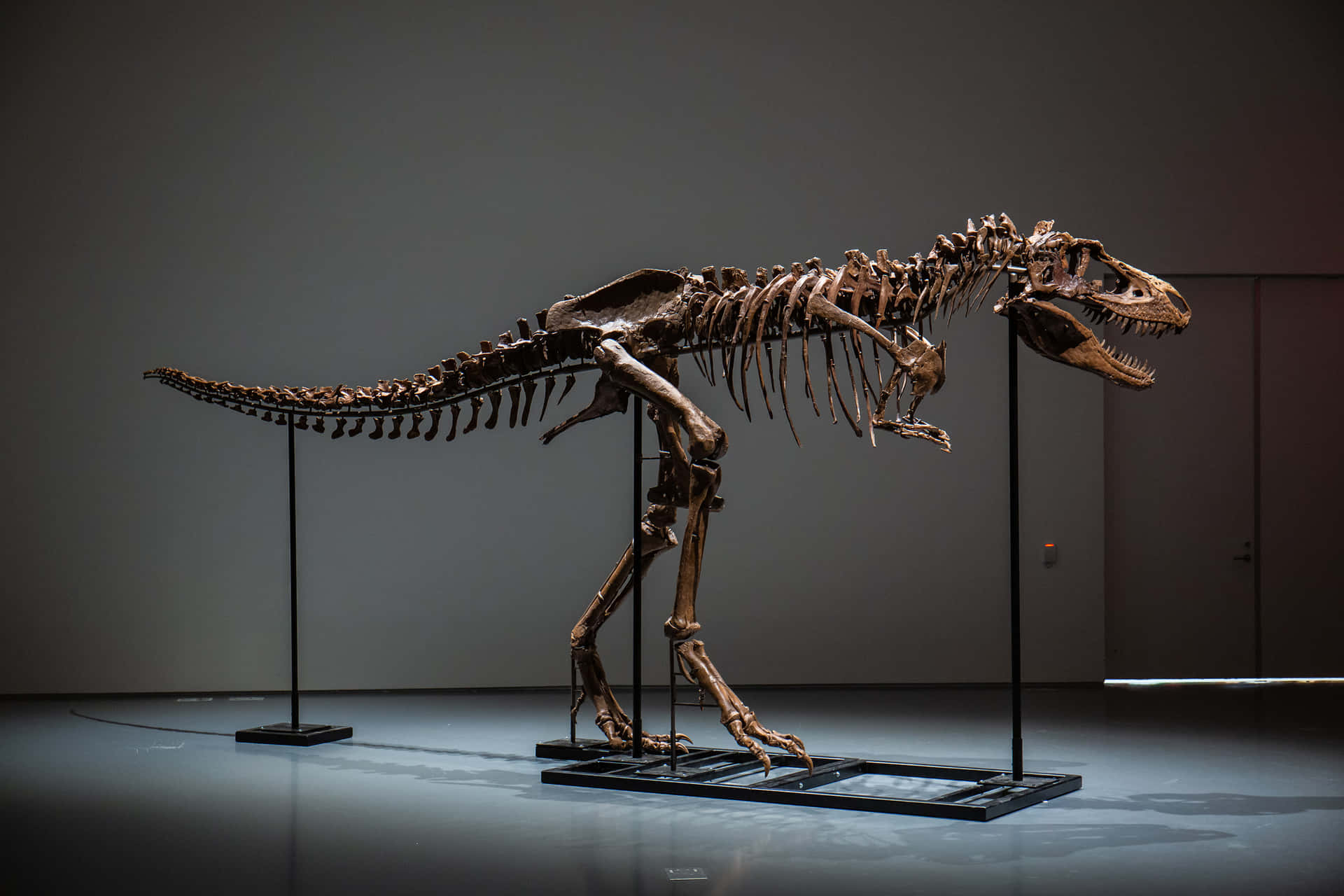 Unesqueleto De T-rex Se Exhibe En Un Museo.