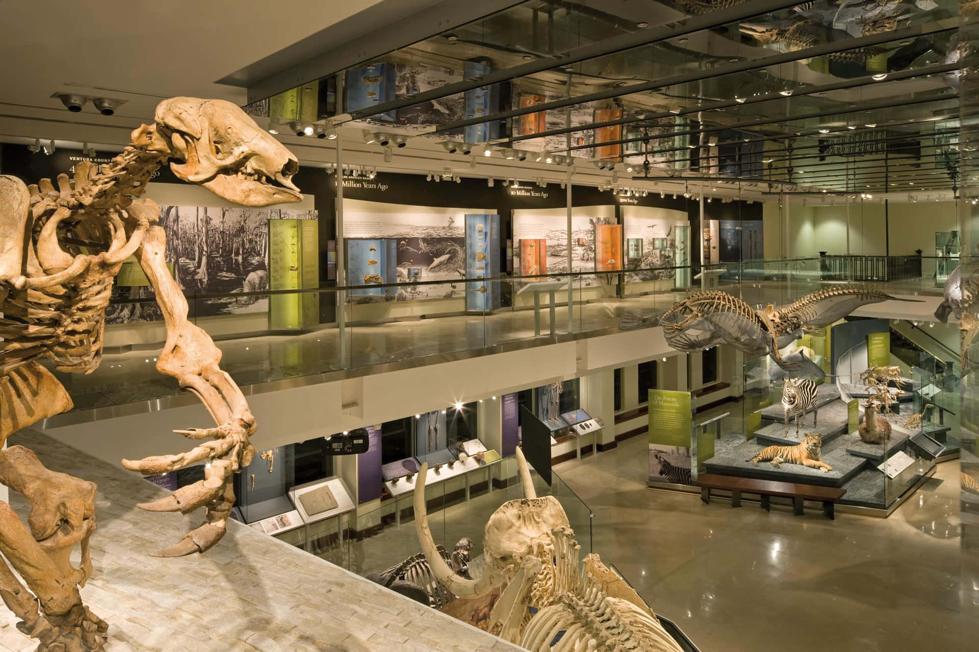 Dino Tentoonstelling Natuurhistorisch Museum Los Angeles Achtergrond