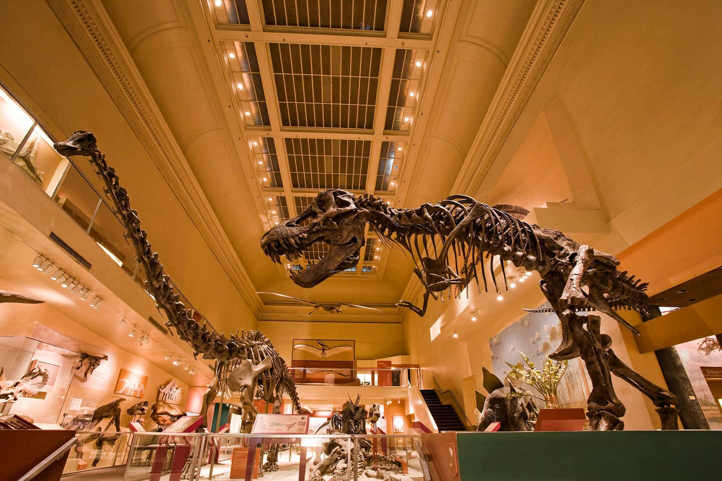Dinosaur_ Exhibit_ Natural_ History_ Museum_ Los_ Angeles Wallpaper