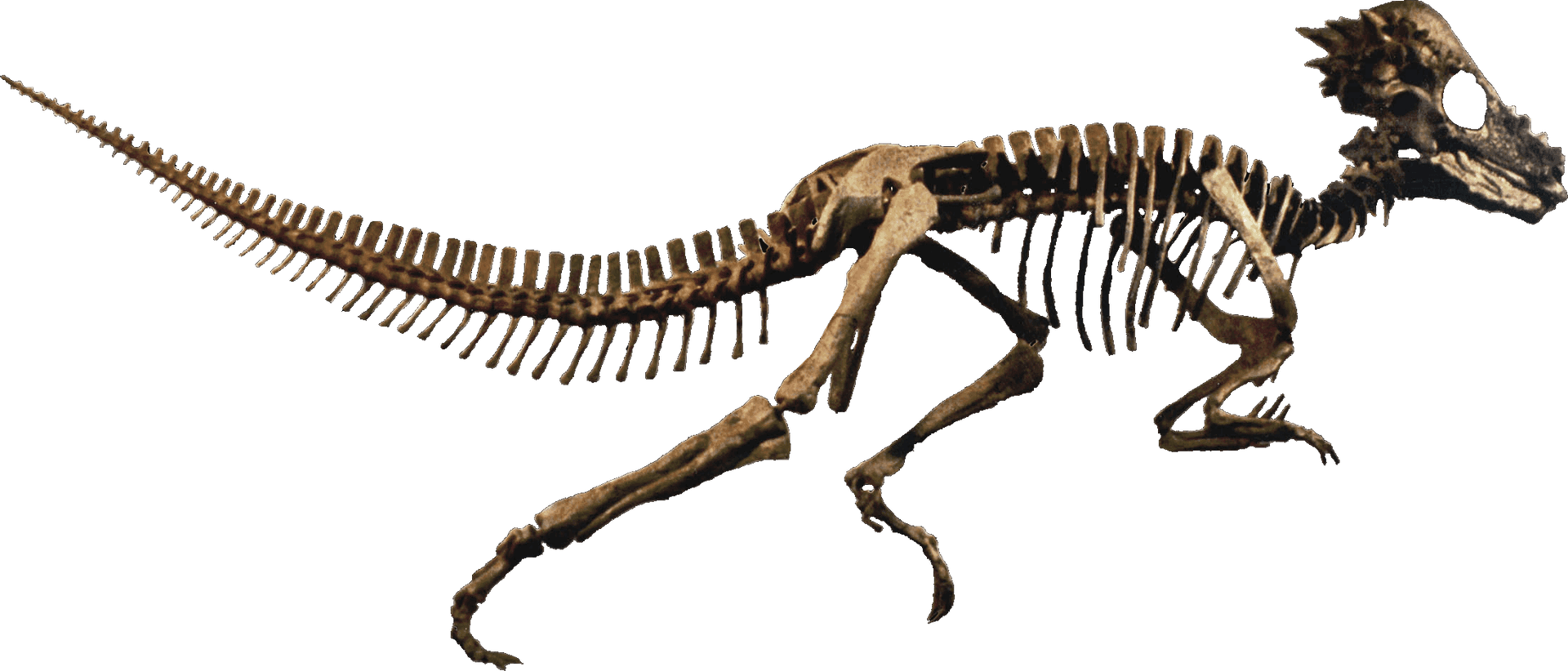 Dinosaur Skeleton Exhibit PNG