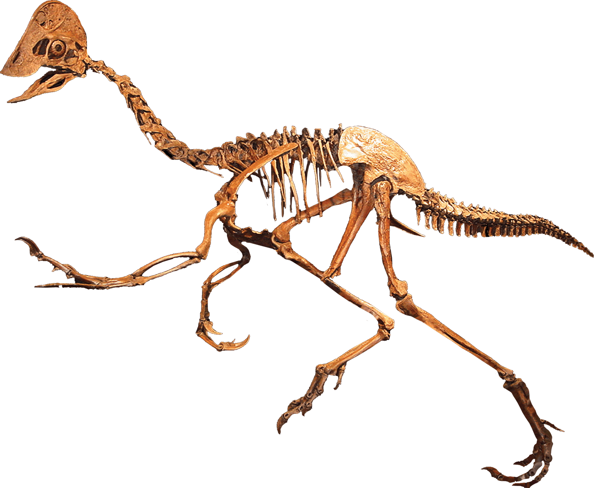 Dinosaur Skeleton Exhibit PNG