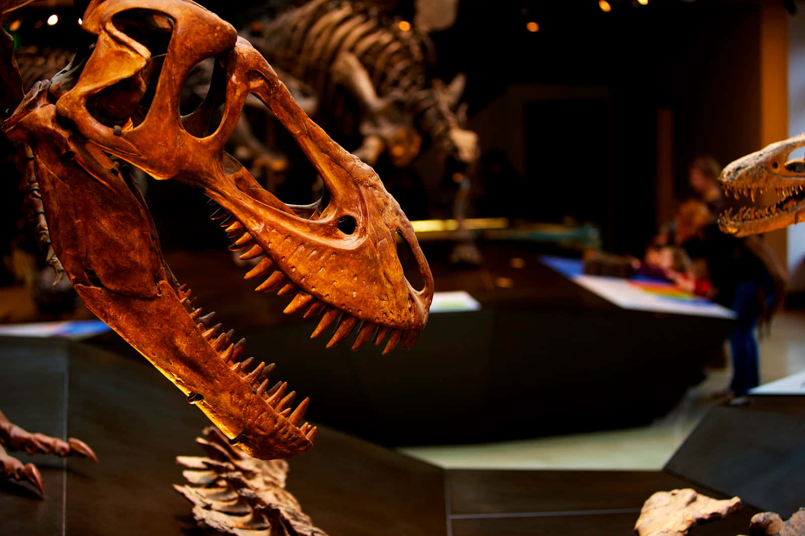 Dinosaur Skeleton Exhibit Natural History Museum L A Wallpaper