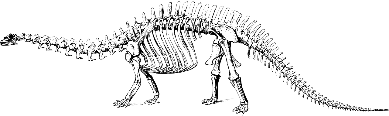 Dinosaur Skeleton Illustration PNG