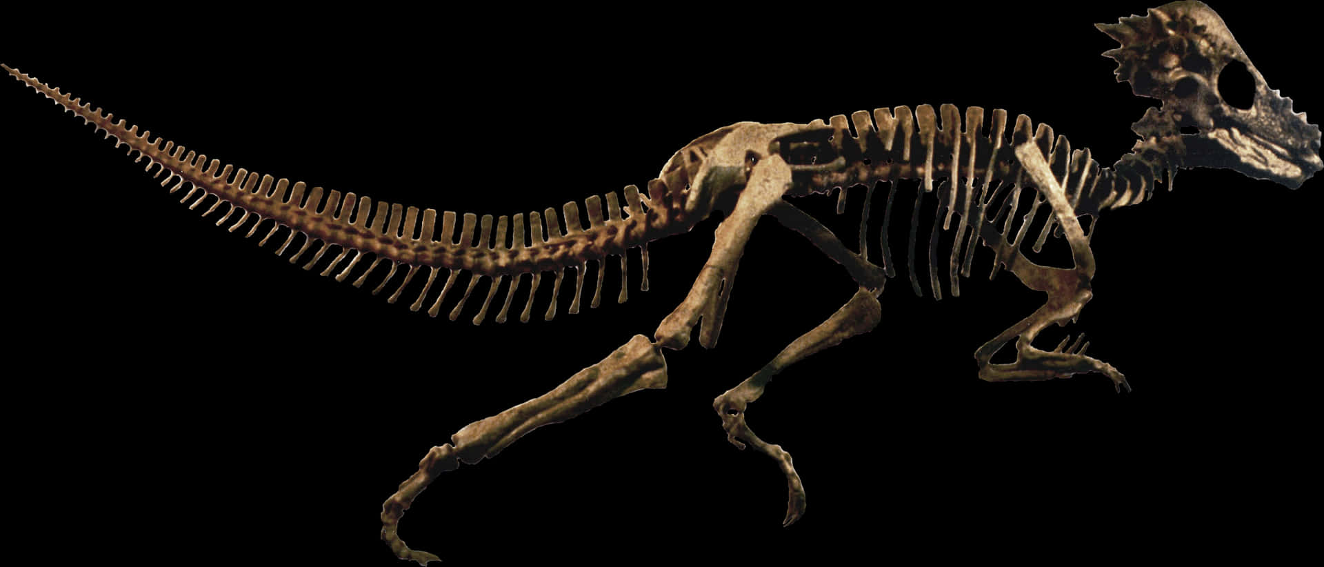 Dinosaur Skeleton Profile PNG