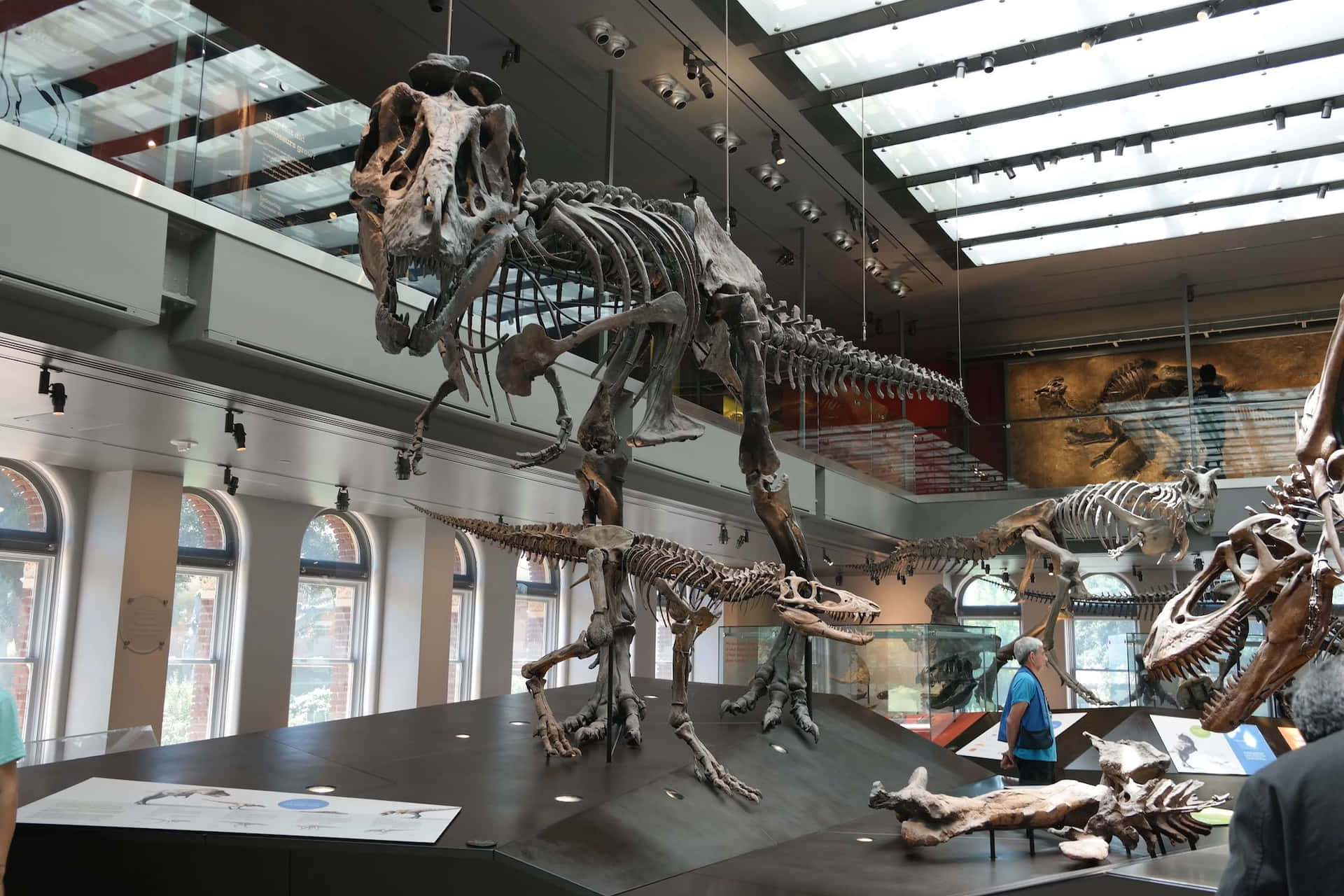 Dinosaur Skeletons Exhibit Natural History Museum L A Wallpaper