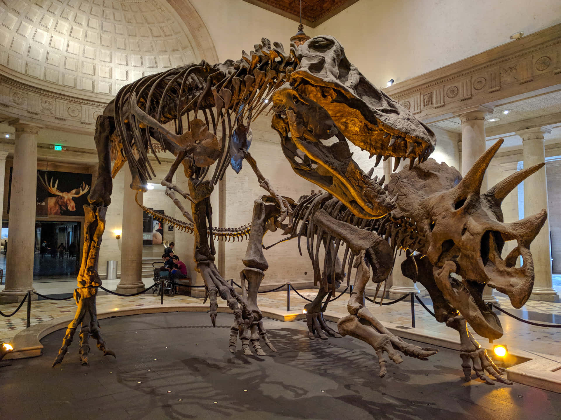 Dinosaur Skeletons Natural History Museum L A Wallpaper