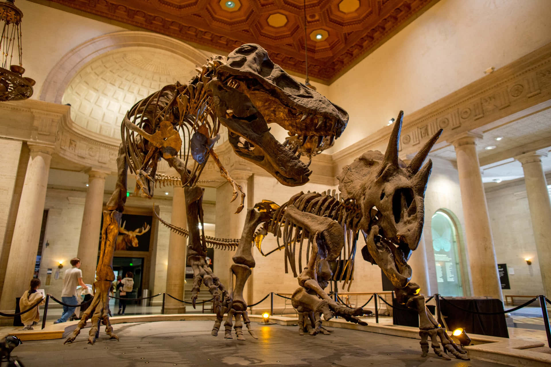 Dinosaurus Skeletten Natuurhistorisch Museum L A Achtergrond