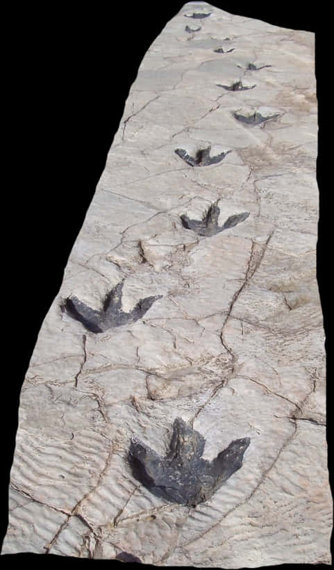 Dinosaur Trackway Fossil PNG