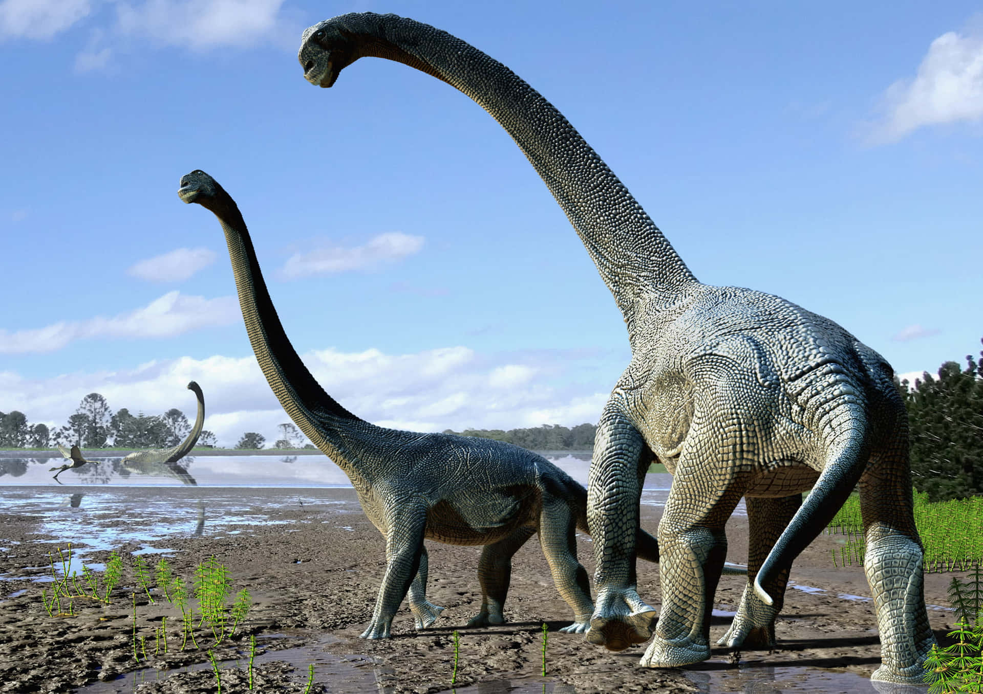 Savannasaurus Titanosaur Dinosaurs Billede Maleri