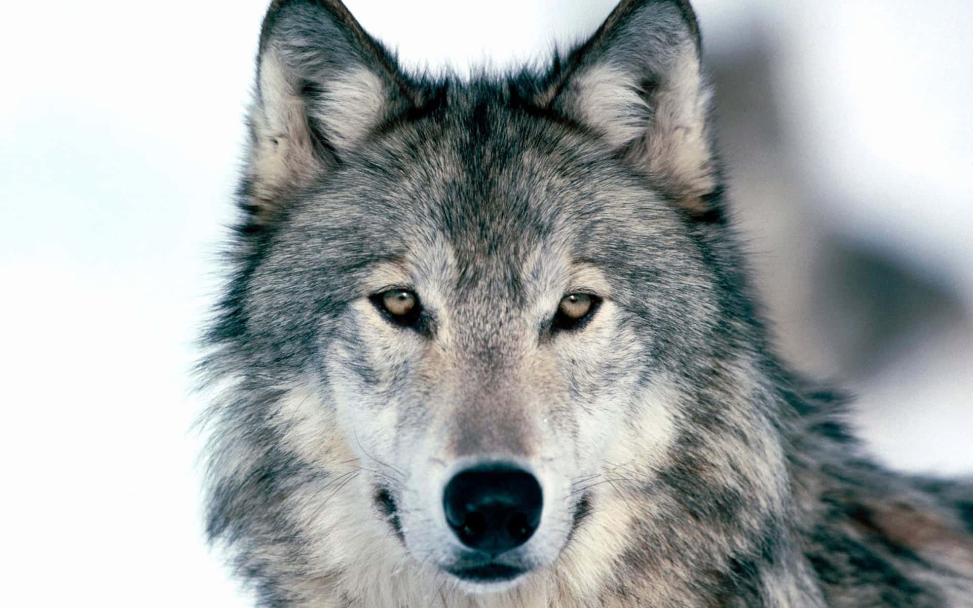 Majestic Dire Wolf in its Natural Habitat Wallpaper