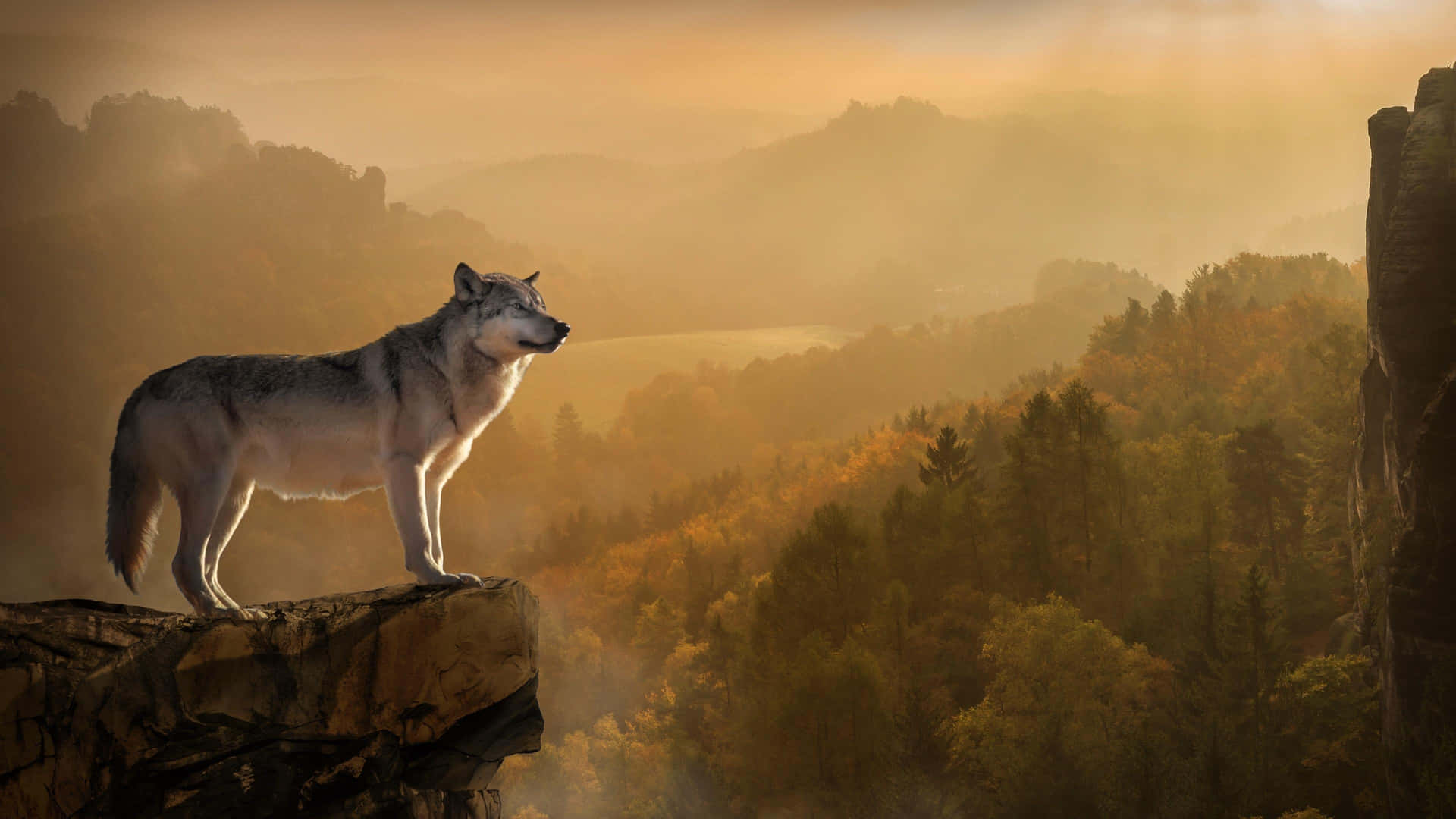 Stunning Dire Wolf Prowling in the Wilderness Wallpaper