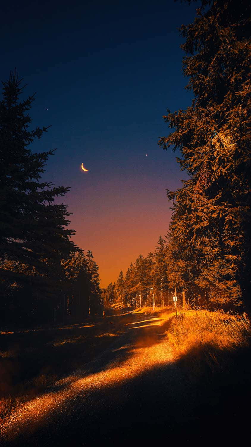 Dirt Path With Trees Under Evening Sky Wallpaper