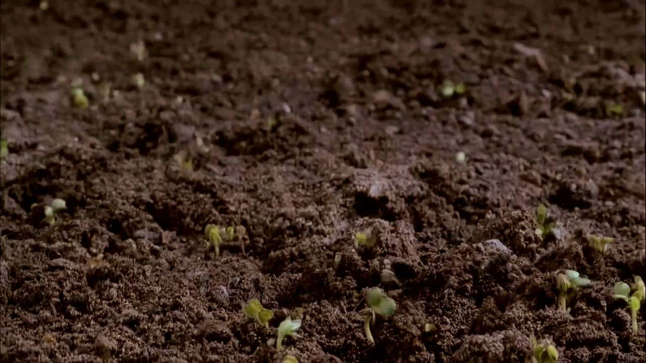 Daun Paseo Y Explora La Belleza De La Naturaleza