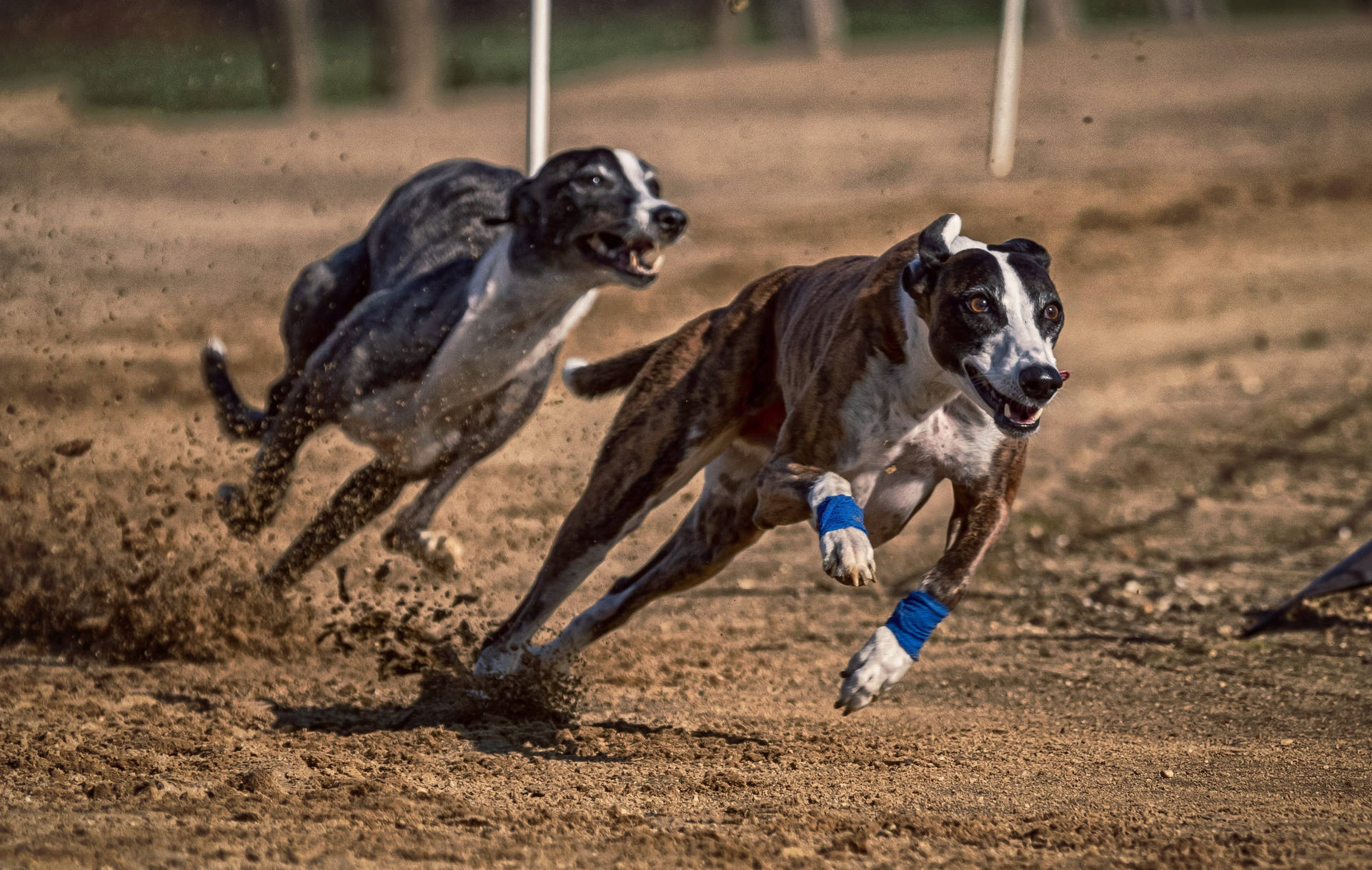 Dirt Renn-greyhounds Wallpaper