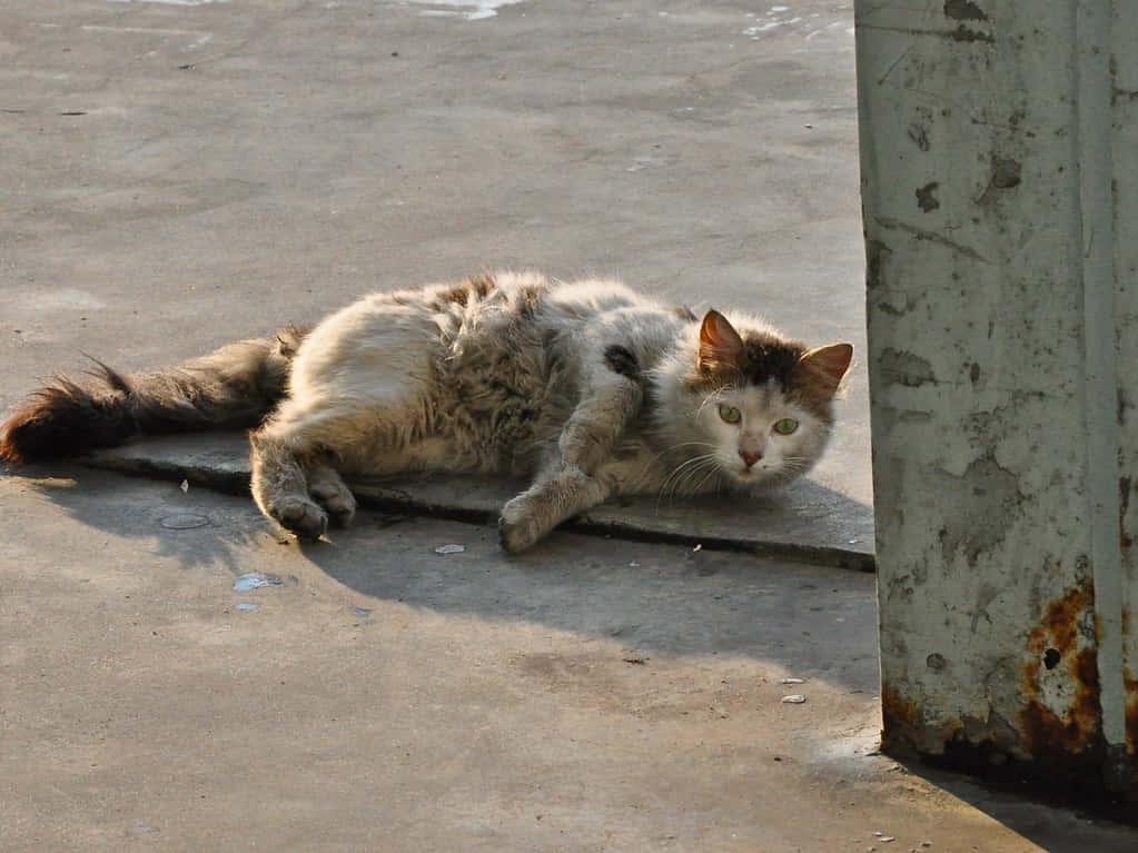 A Cat Laying On The Ground