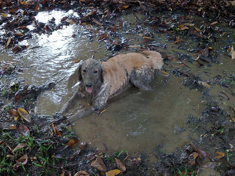 a dog in mud