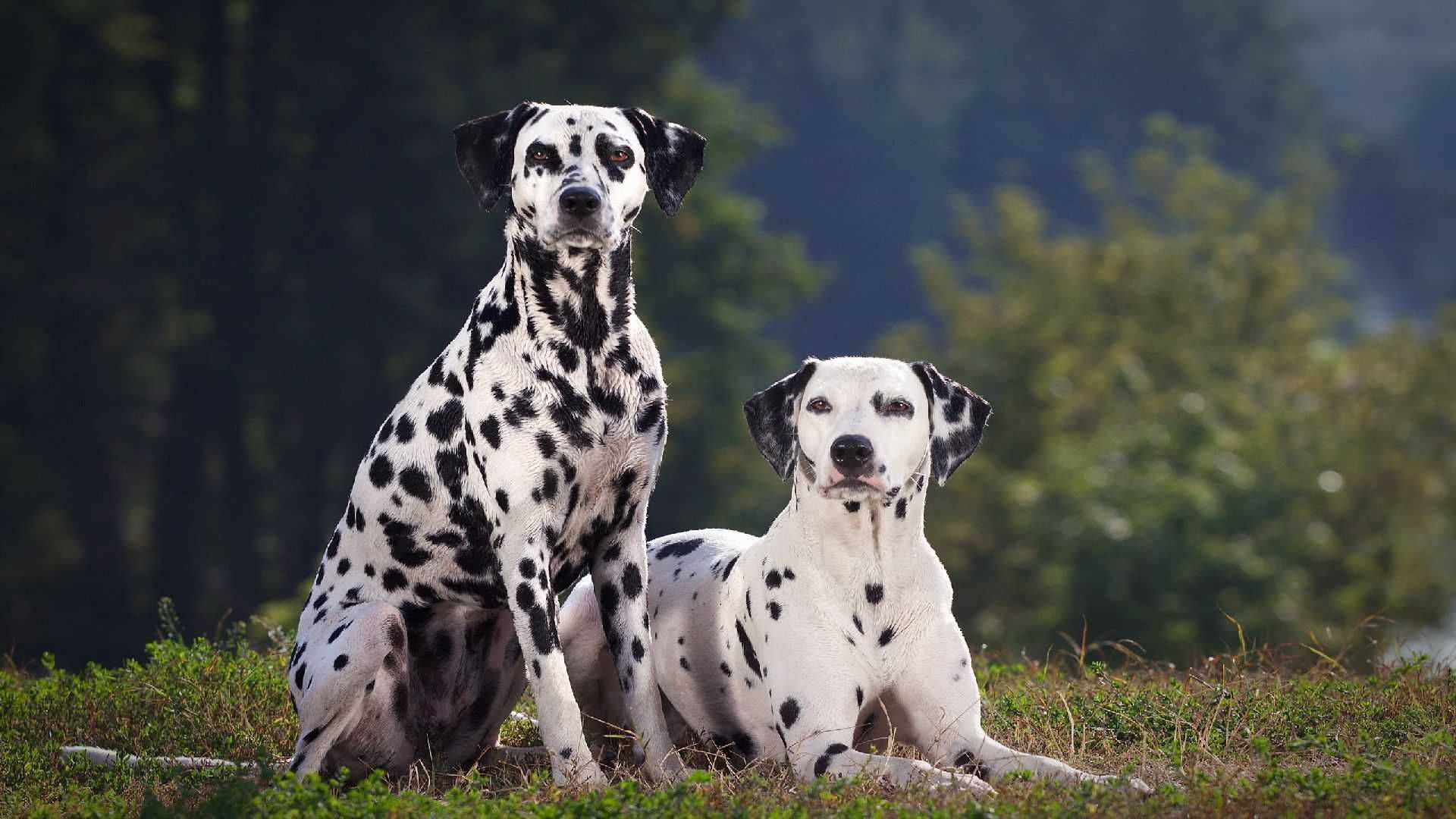 Disciplined Dalmatian Dogs