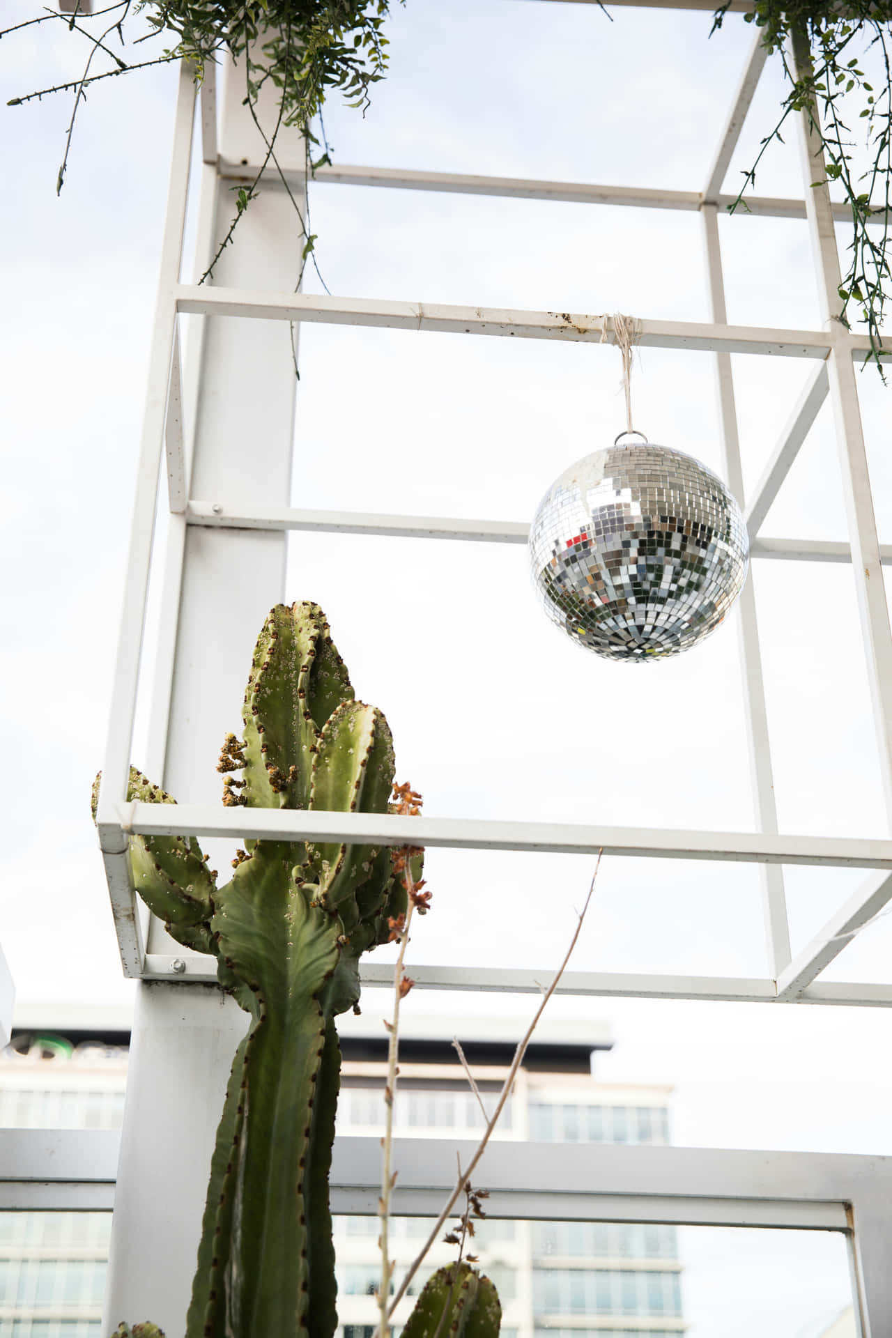 Disco Bal En Cactus Stedelijke Tuin.jpg Achtergrond