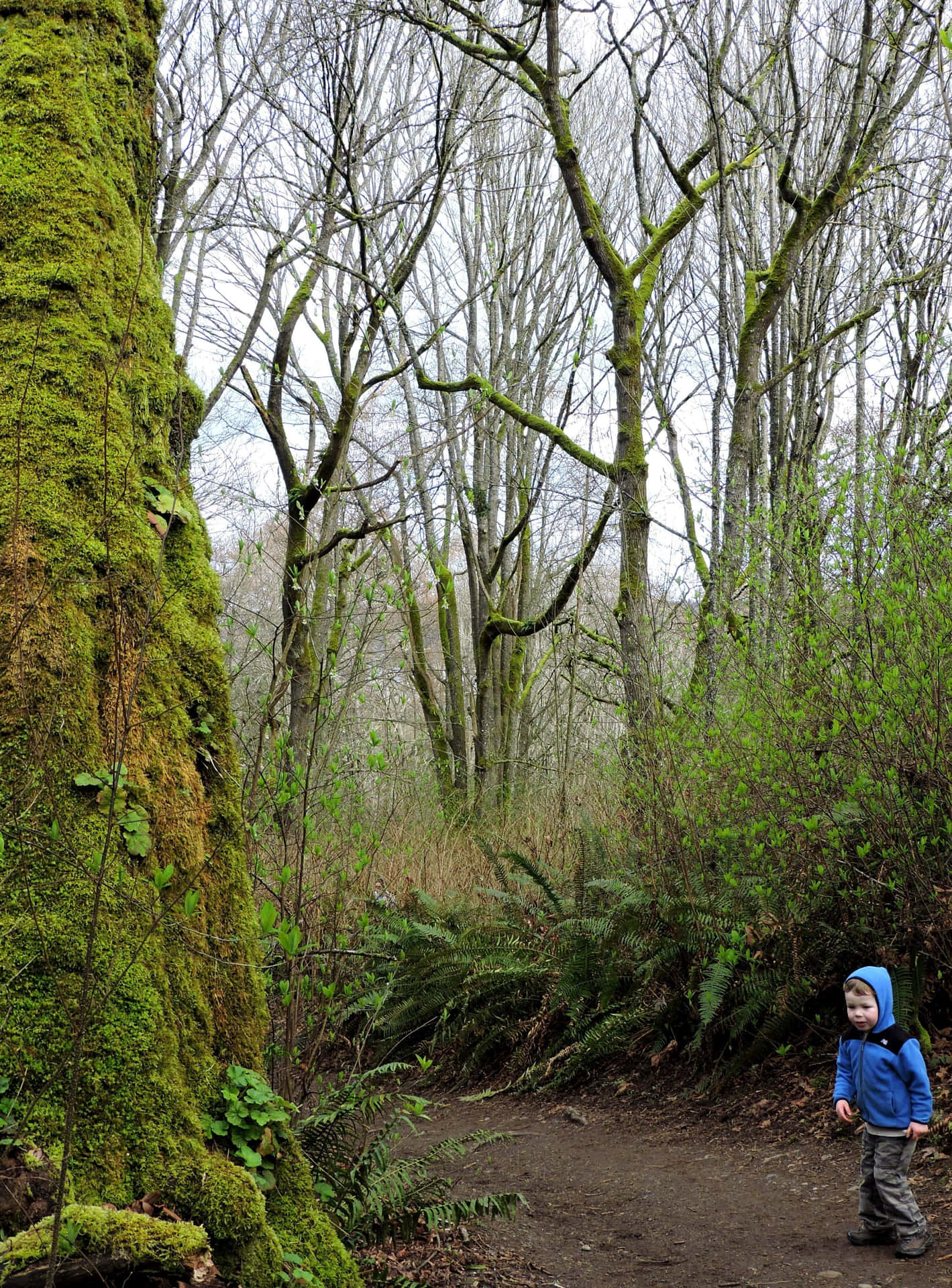 Discovery Park Trail Child Exploring Wallpaper