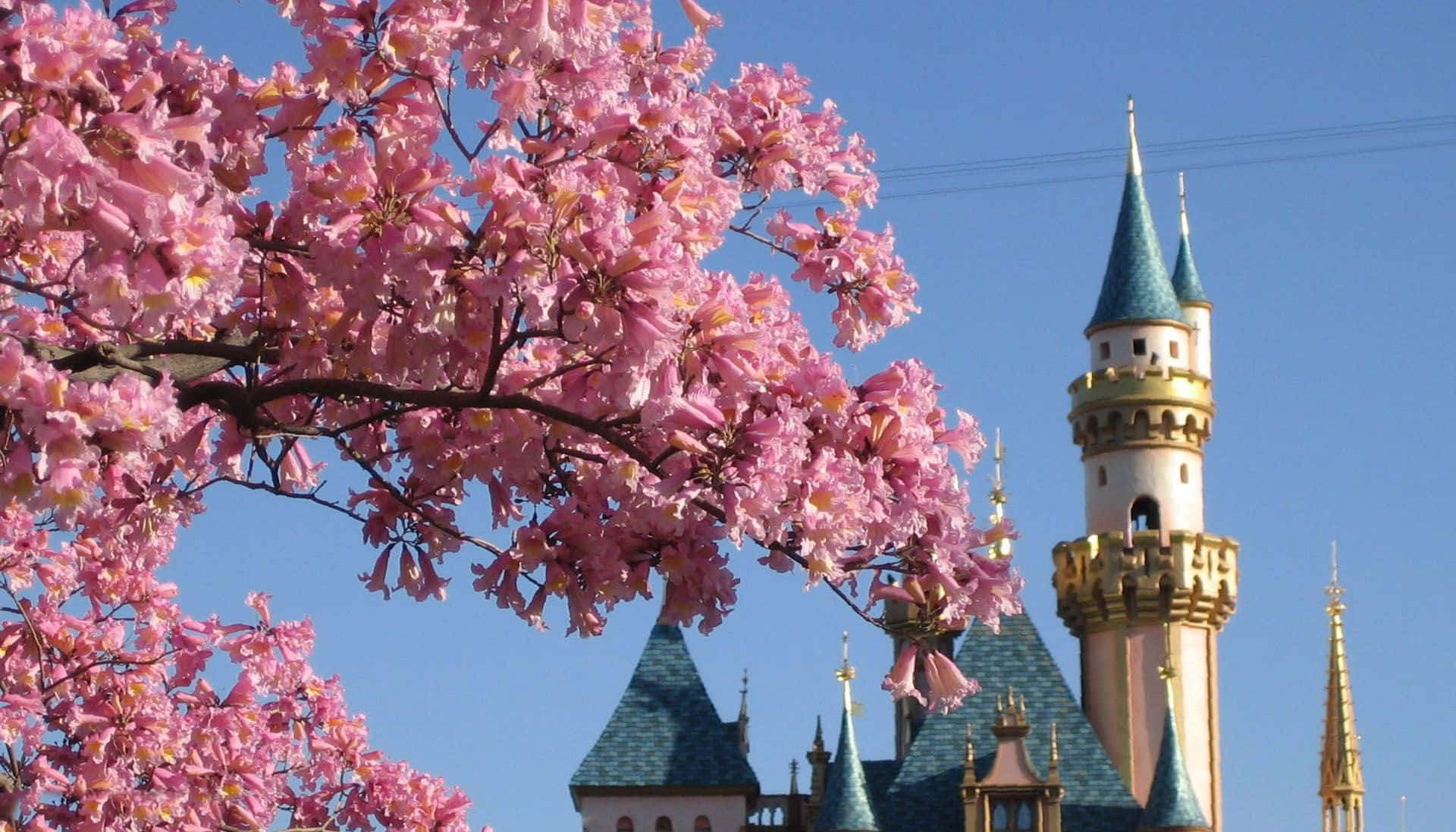 Disneydator Sakura Träd Wallpaper