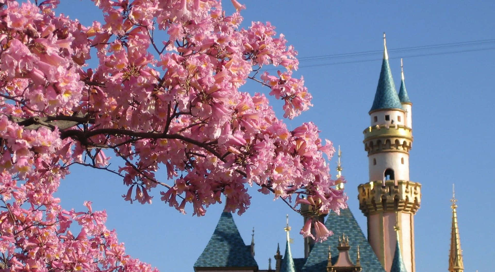 Blooming Cherry Blossom Walt Disney Zoom Background