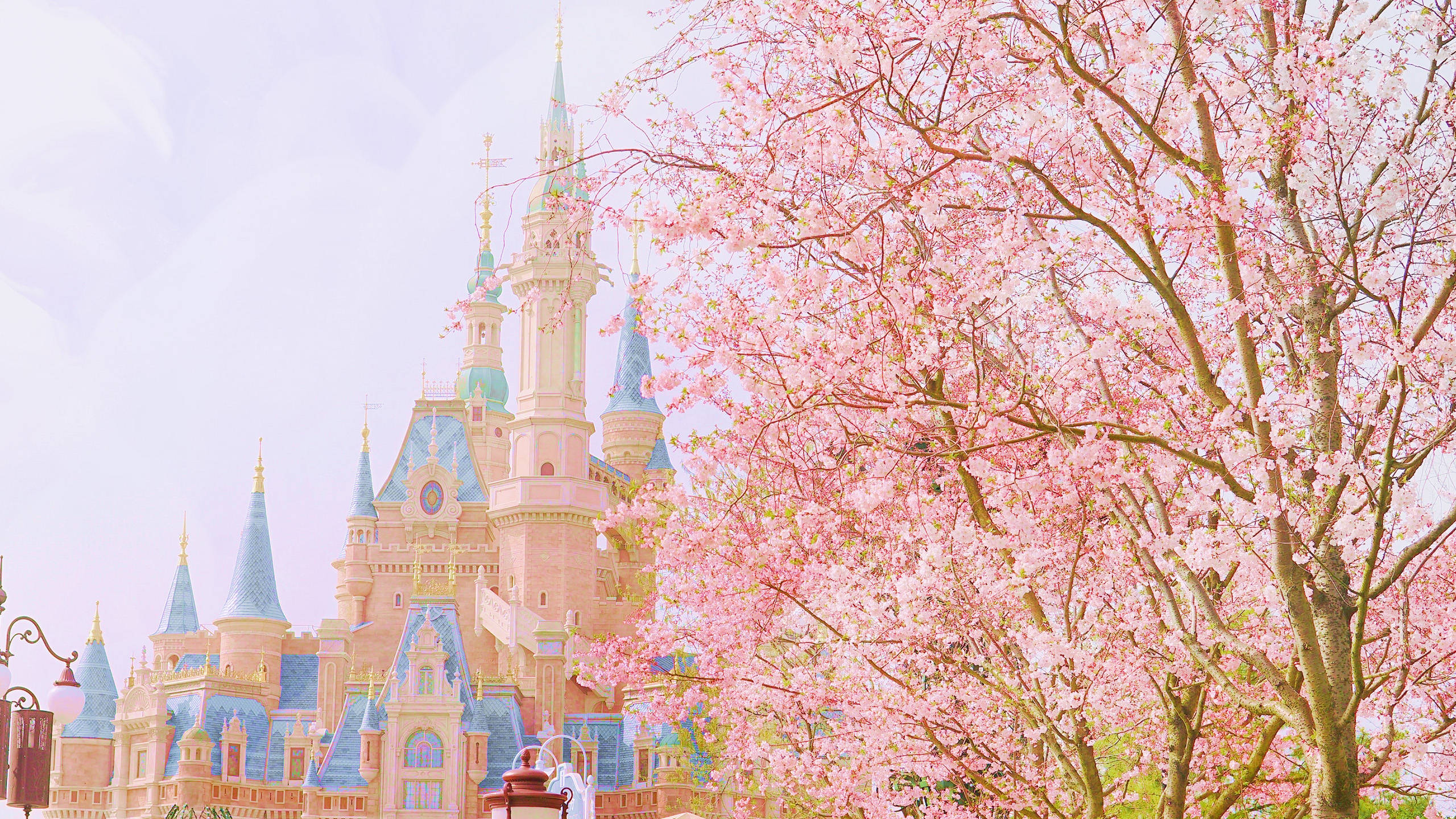 Disneyland Sakura Wallpaper