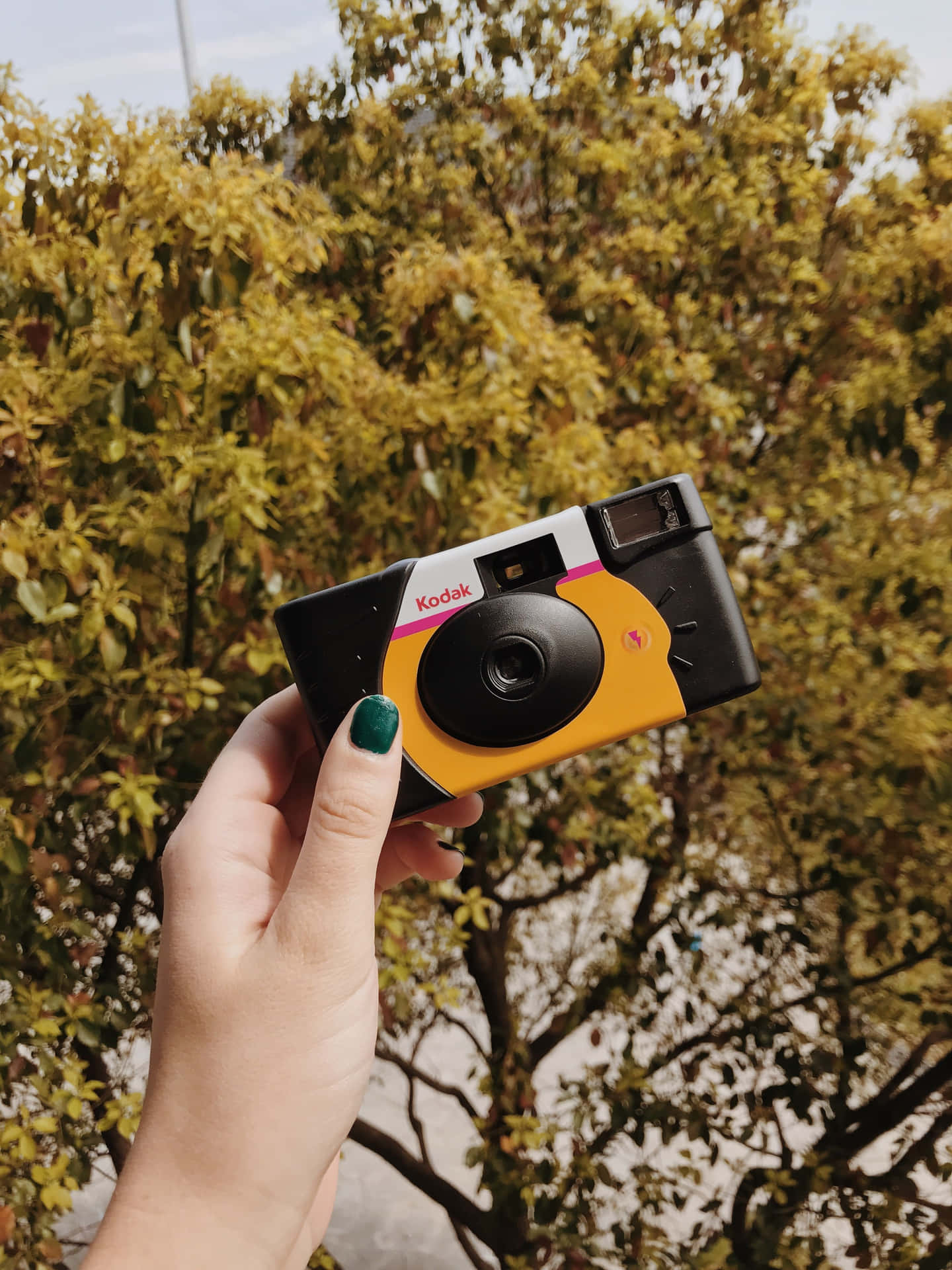 Capturing Moments On a Disposable Camera