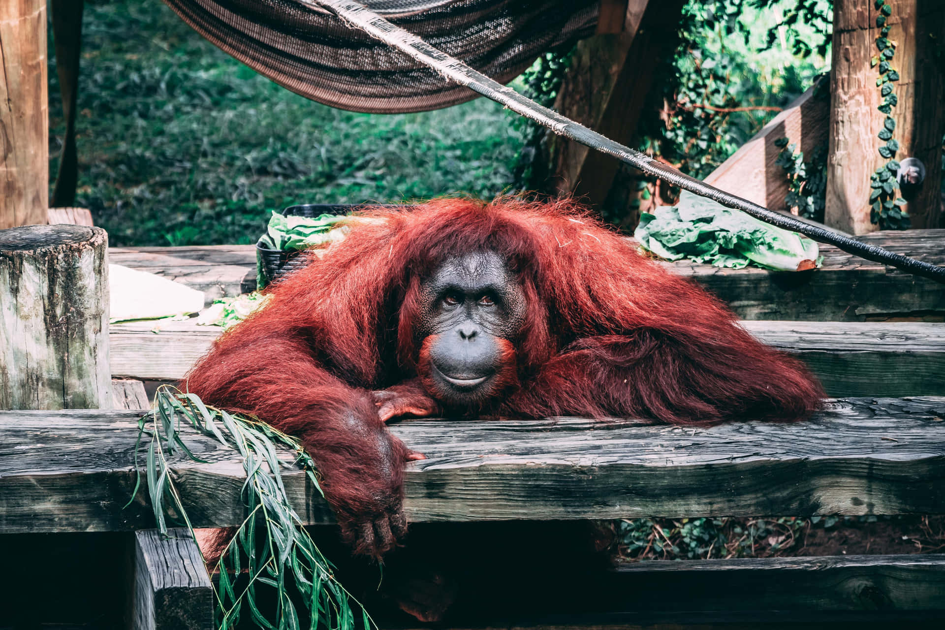 Orangutandal Pelame Rosso Distintivo. Sfondo