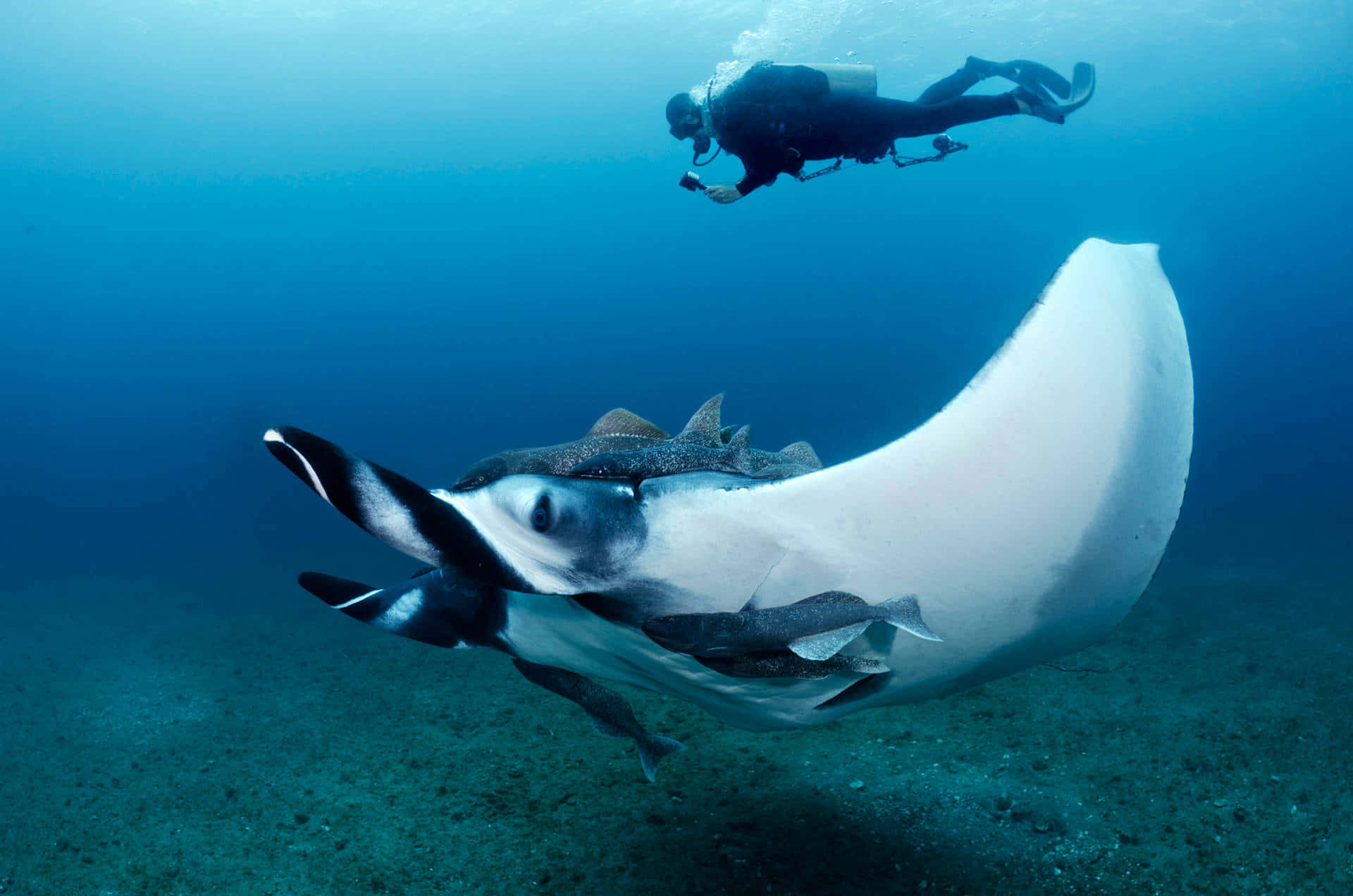 Diver_and_ Manta_ Ray_ Underwater Wallpaper