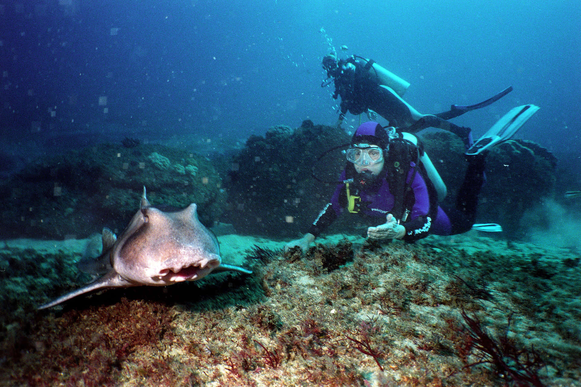 Duiker Ontmoeting Met Stekelrog Achtergrond