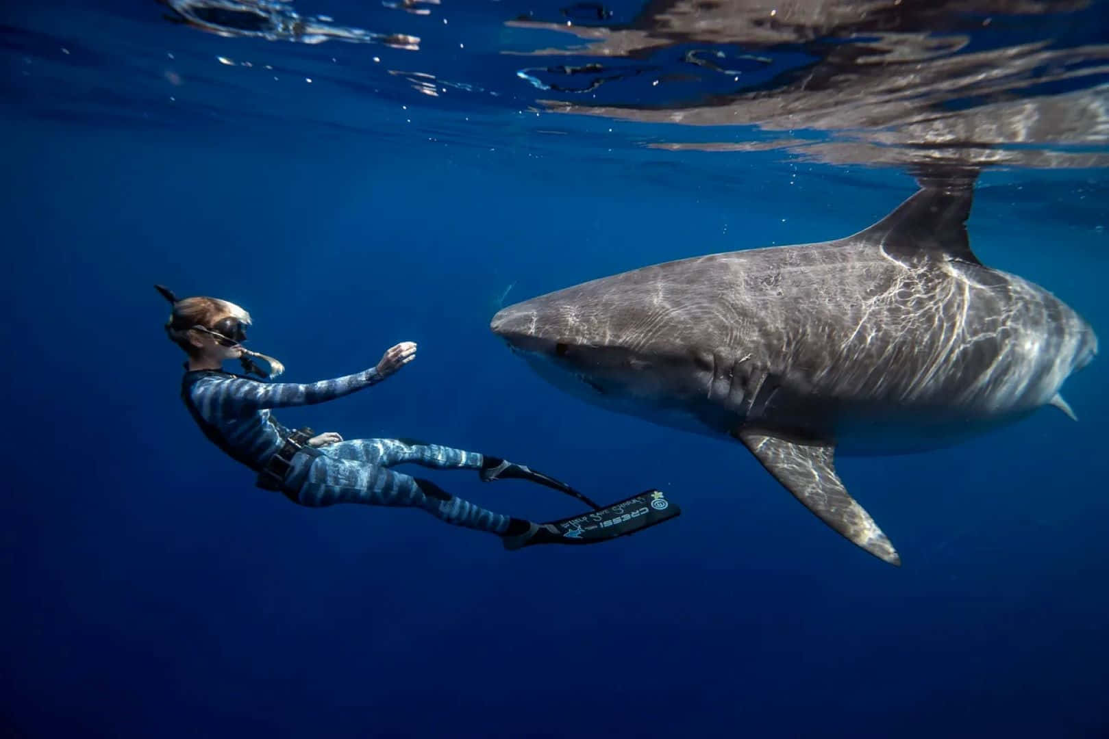 Diver Encounter With Tiger Shark Wallpaper