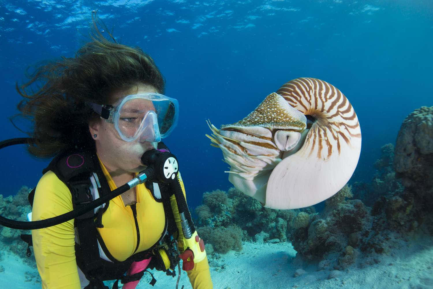 Diver Encounters Chambered Nautilus Wallpaper