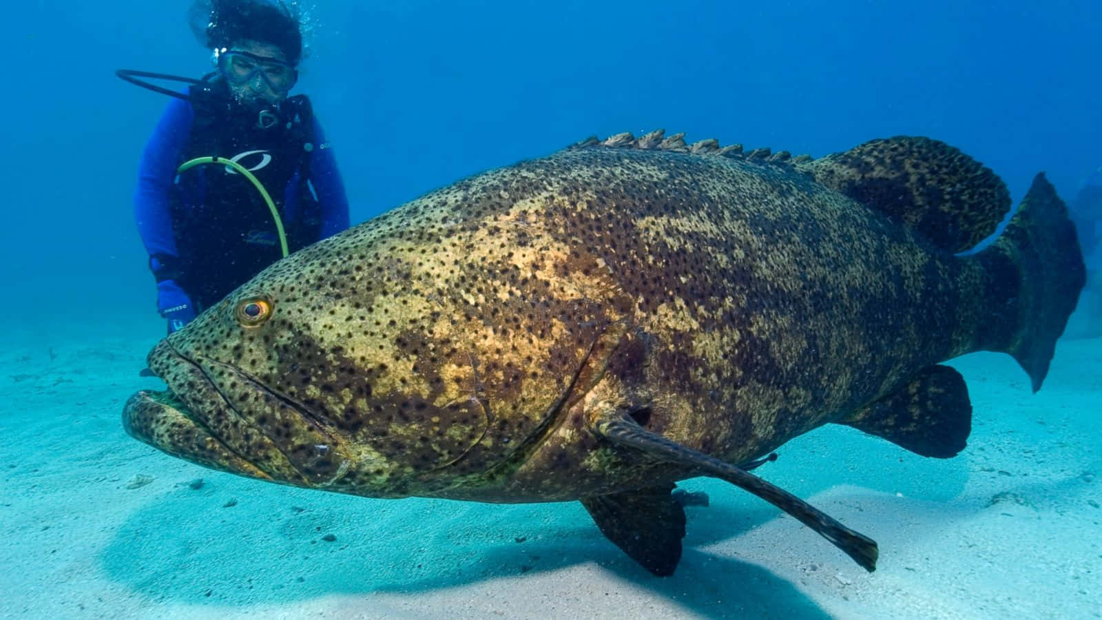 Diver Encounters Giant Goliath Grouper Wallpaper