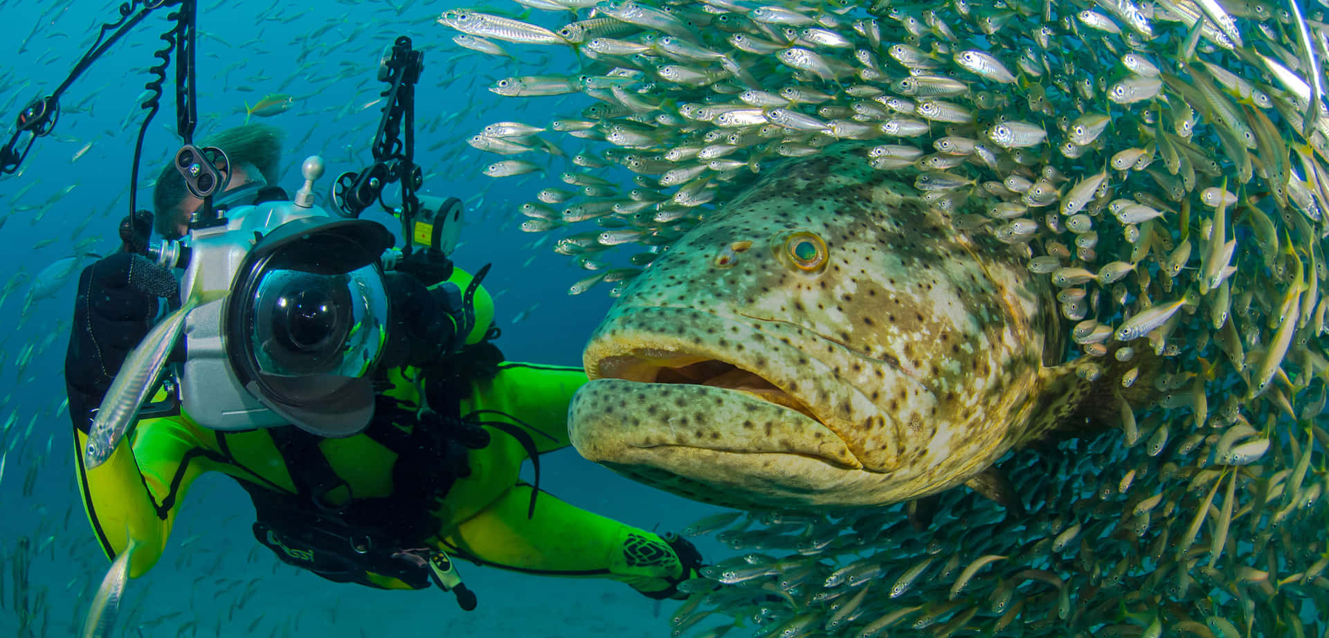 Diver Encounters Giant Grouper Wallpaper